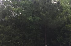 13098095