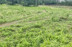 17644754