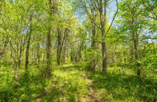 29779240