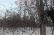 21205697