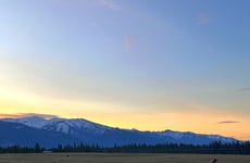21590776