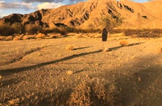 22011729