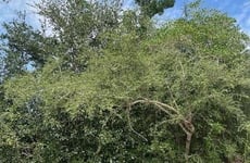 27503912