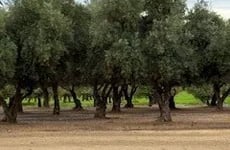 30772045