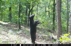 31550323