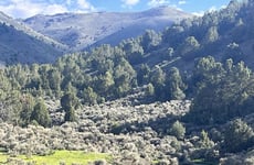 31335754