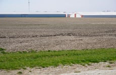 31617557