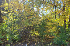 33601672