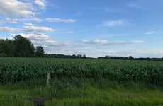 33895917