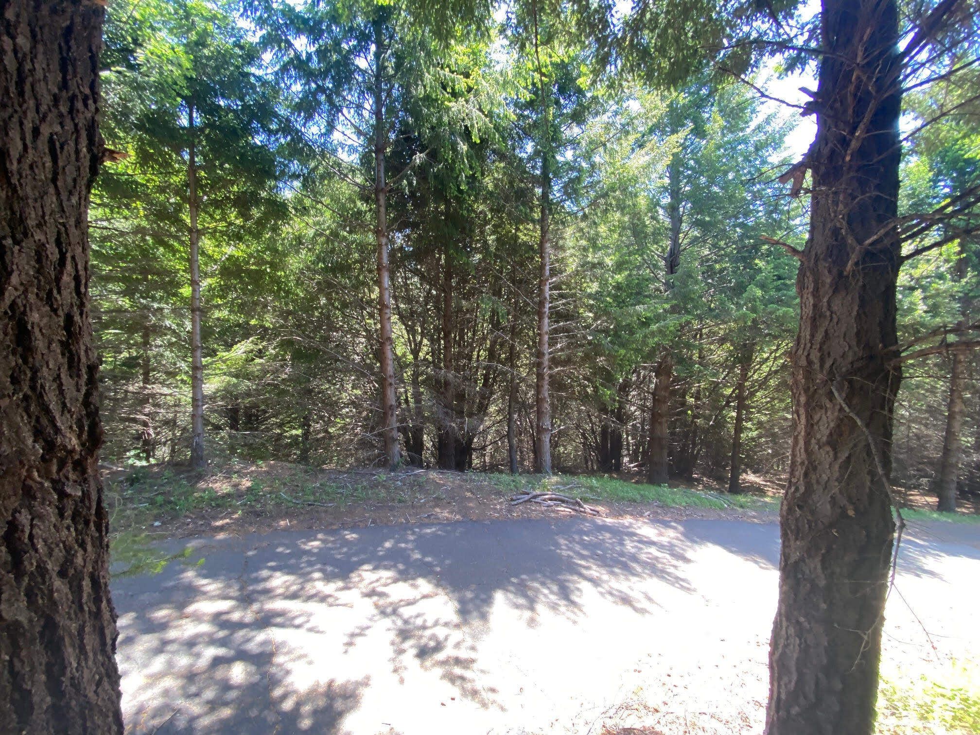 247 Muskrat Cir, Whitethorn, CA 95589