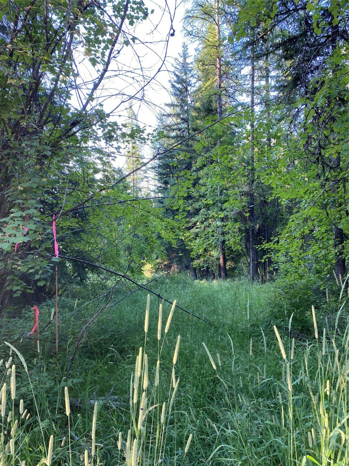 439 Buffalo Trl, Somers, MT 59932