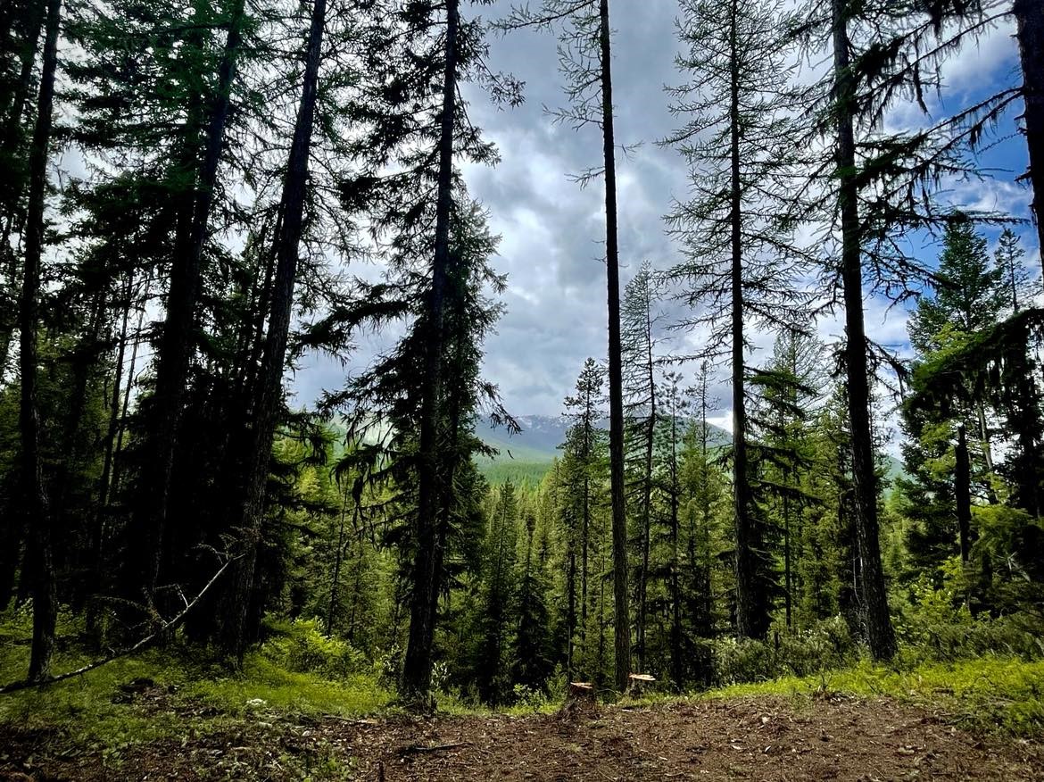 805 Trail Creek Rd, Polebridge, MT 59928