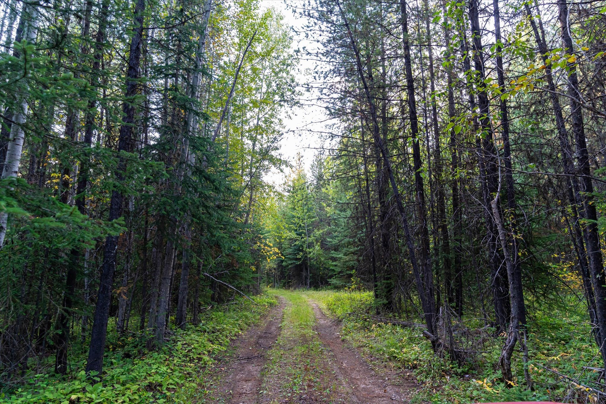 775 Trail Creek Rd, Polebridge, MT 59928