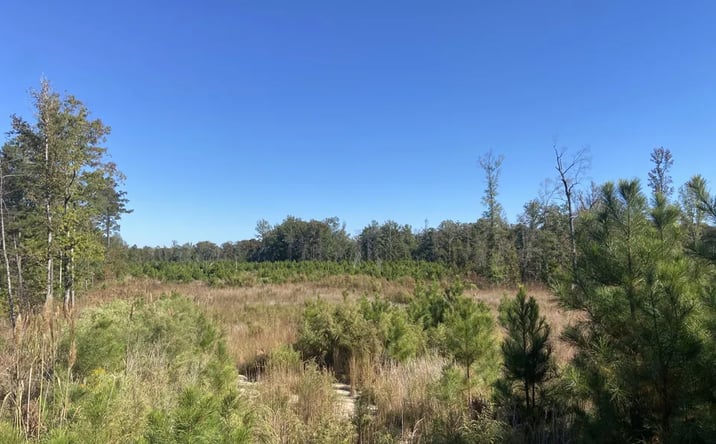 Pictures of Land property located at Little Bodcau, Lewisville, AR 71845 for sales - image #1