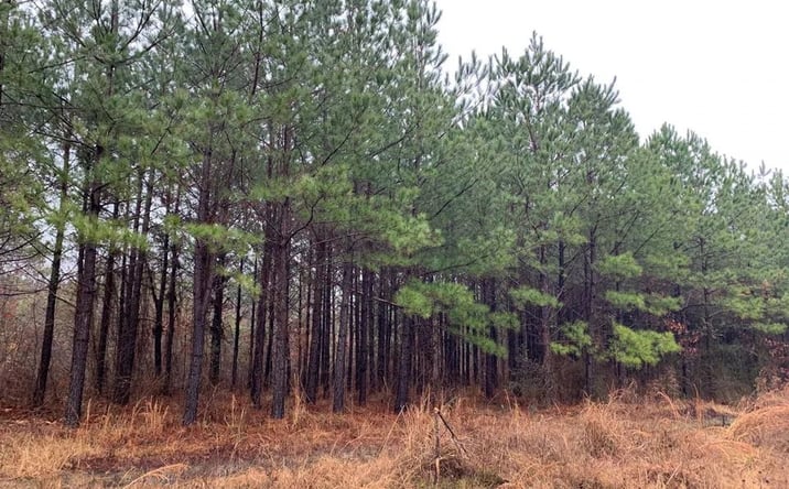 Pictures of Land property located at Brown Creek, Ladelle, AR 71655 for sales - image #1