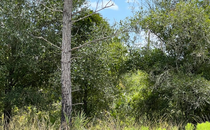 Pictures of Land property located at Deer Pl, North Port, FL 34269 for sales - image #1