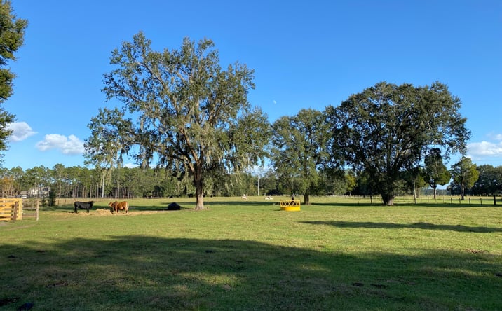 Pictures of Land property located at 10312 Co Rd 209, Oxford, FL 34484 for sales - image #1