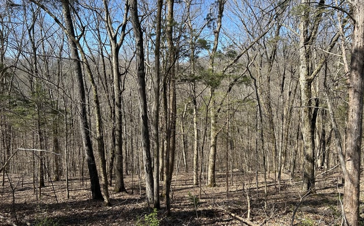 Pictures of Land property located at 0  Old Hickory Blvd, Whites Creek, TN 37189 for sales - image #1