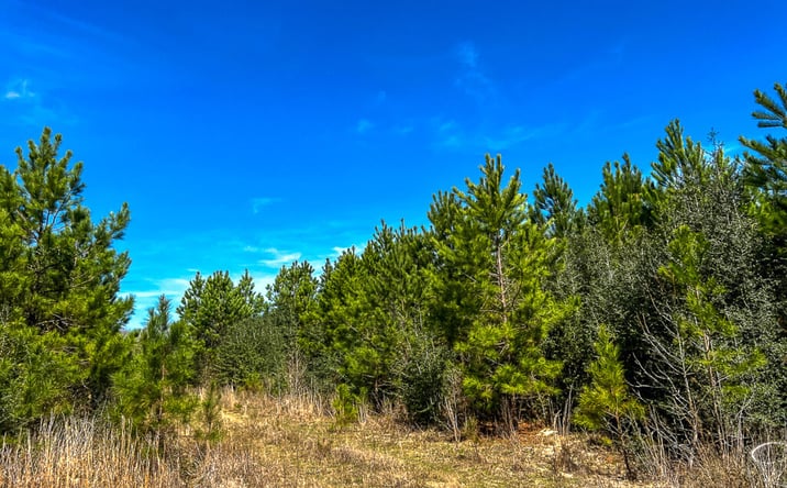 Pictures of Land property located at 0 Co Rd 4415, Spurger, TX 77660 for sales - image #1