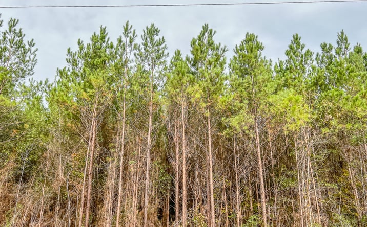 Pictures of Land property located at County Rd 2305S, Macedonia, TX 77327 for sales - image #1