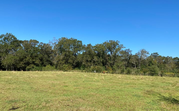 Pictures of Land property located at 260 Mitchell Chapel Rd, Poplarville, MS 39470 for sales - image #1