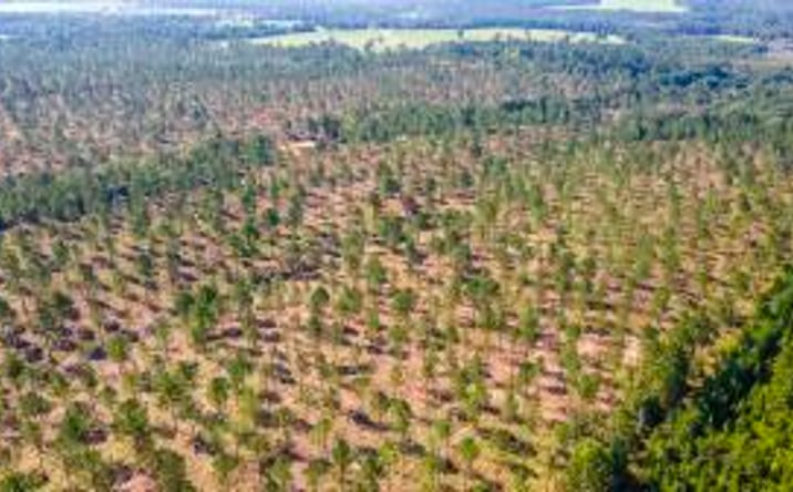 Pictures of Land property located at Lot 2 Bluffwood Road, Wagener, SC 29164 for sales - image #1
