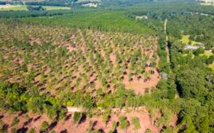 Pictures of Land property located at Lot 3 Bluffwood Road, Wagener, SC 29164 for sales - image #1