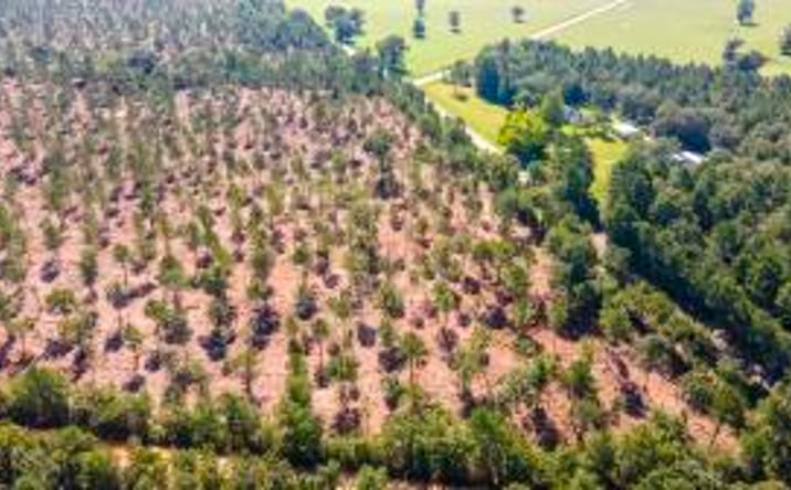 Pictures of Land property located at Lot 4 Camp Rawls & Bluffwood Road, Wagener, SC 29164 for sales - image #1