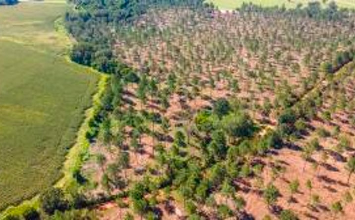 Pictures of Land property located at (Lot 11) Shadow Lane, Wagener, SC 29164 for sales - image #1