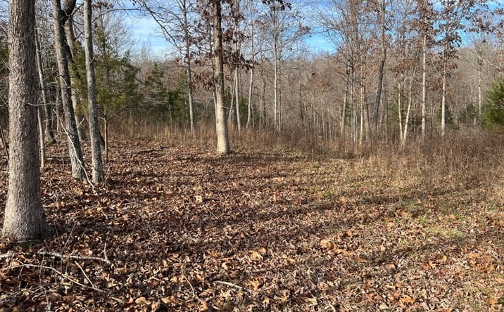 Pictures of Land property located at 2369 County Road 359, Thayer, MO 65791 for sales - image #1