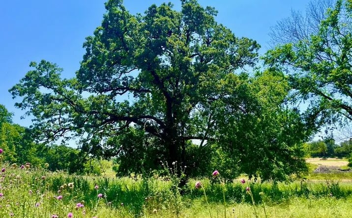 Pictures of Land property located at Lot 76 Kilkenny, Poolville, TX 76487 for sales - image #1