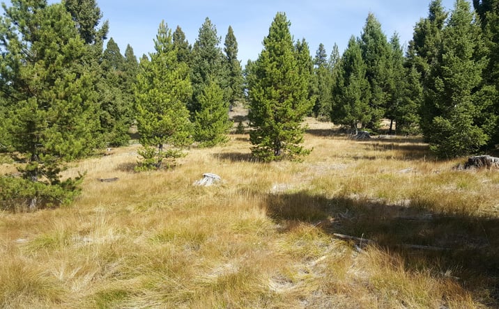 Lot 41 Muskrat Road, Helmville, MT 59843 | Crexi.com