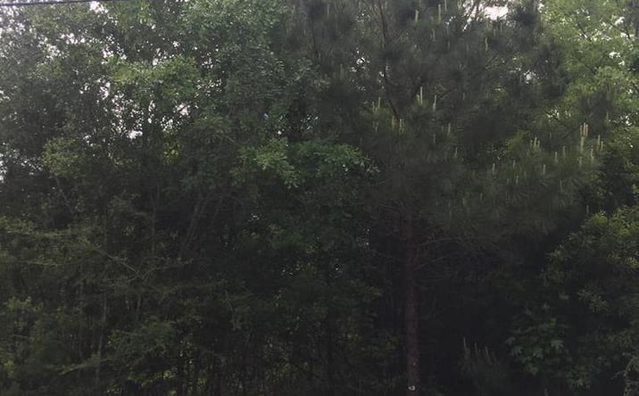 Pictures of Land property located at 0 Lakeside Cove Lot 149 Unit 2, Carriere, MS 39426 for sales - image #1