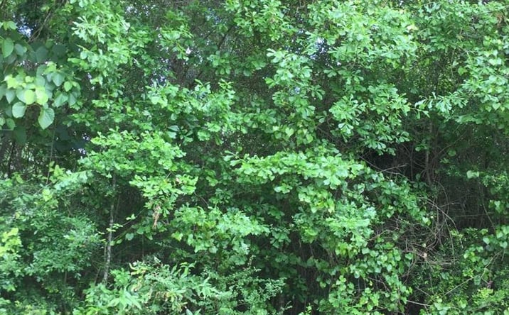 Pictures of Land property located at 0 Lakeside Cove Lot 142 Unit 2, Carriere, MS 39426 for sales - image #1