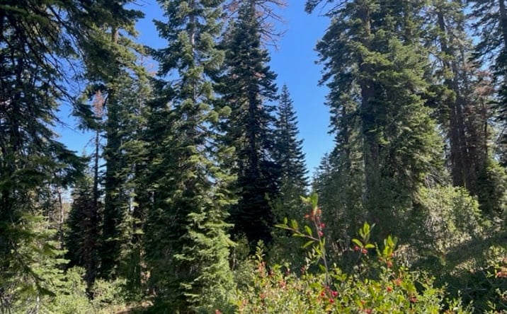 Pictures of Land property located at 000 Big Creek Rd, Bucks Lake, CA 95956 for sales - image #1