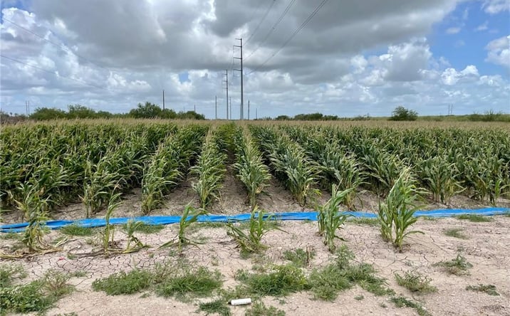 Pictures of Land property located at TBD N Gonzalez Road N, Progreso, TX 78579 for sales - image #1