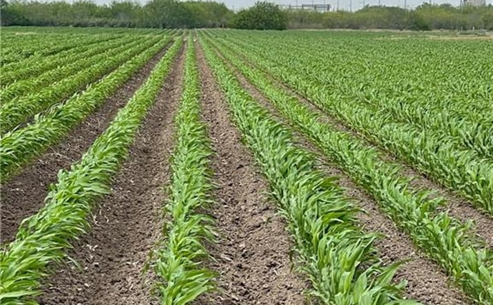 Pictures of Land property located at TBD N Frontera Road N, Progreso, TX 78579 for sales - image #1