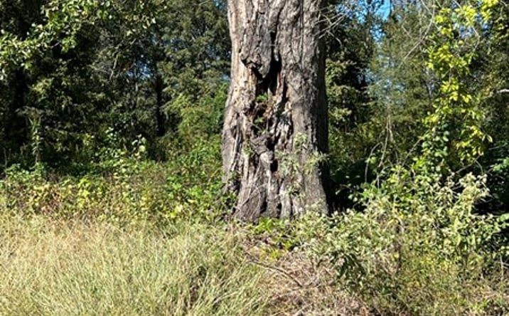 Pictures of Land property located at 409 Glass St, Atlanta, TX 75551 for sales - image #1