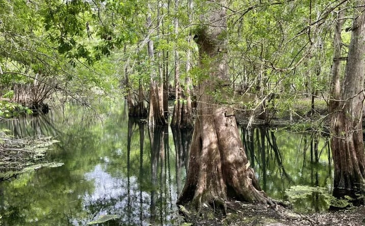 Pictures of Land property located at TBD SW 76th Terrace, Bell, FL 32619 for sales - image #1