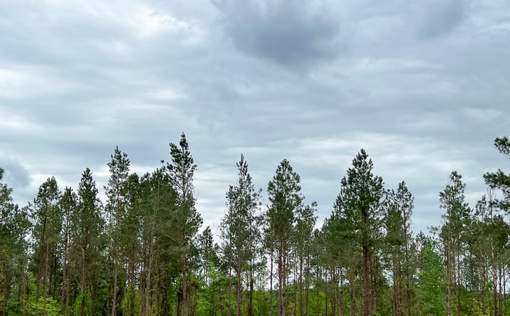 Pictures of Land property located at 025 CR 2145, Wheeler Springs, TX 75835 for sales - image #1