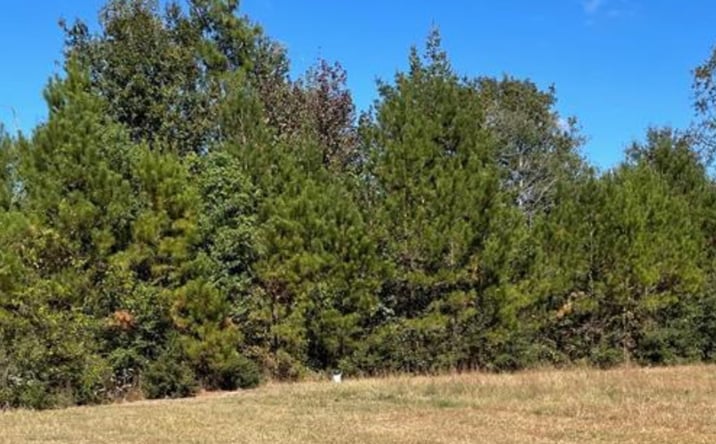 Pictures of Land property located at 6A HWY 11/ Burgetown, Carriere, MS 39426 for sales - image #1
