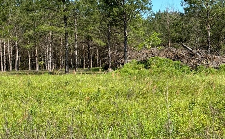 Pictures of Land property located at 220 Buck Kirkland Rd, Poplarville, MS 39470 for sales - image #1