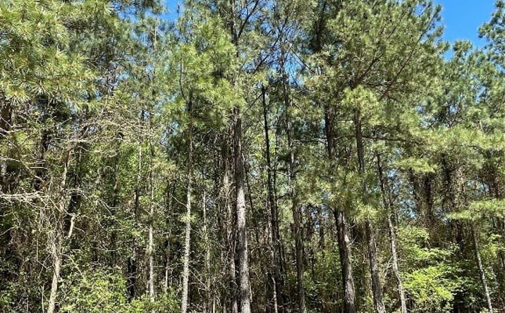 Pictures of Land property located at 399 Camp Ranch Rd, Broken Bow, OK 74728 for sales - image #1