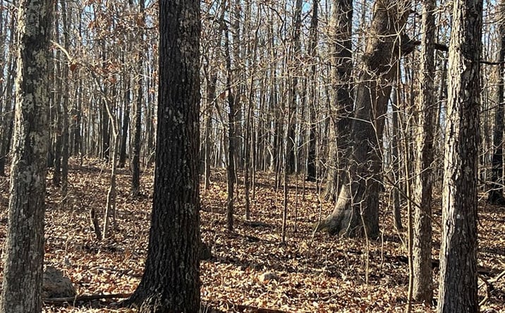 Pictures of Land property located at Lot 3 County Road 113, Alton, MO 65606 for sales - image #1