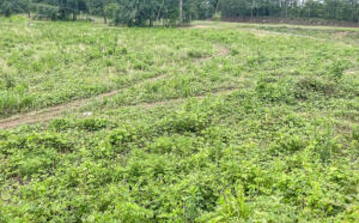 Pictures of Land property located at Lot 0 Glenwood Drive, Warrenville, SC 29851 for sales - image #1