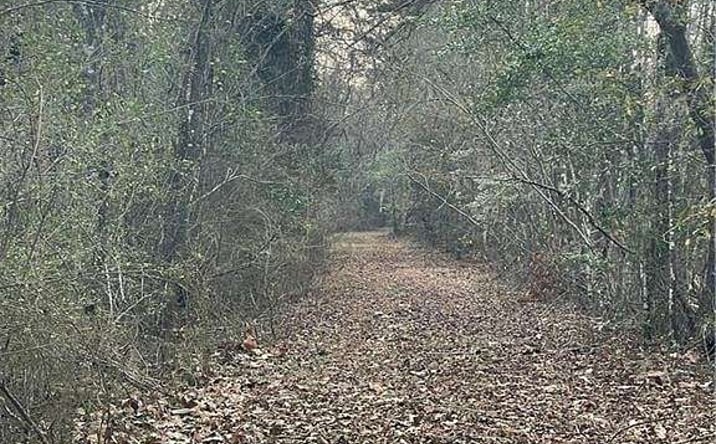 Pictures of Land property located at Fish Rd, Newington, GA 30467 for sales - image #1
