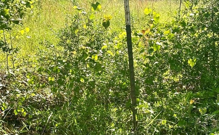 Pictures of Land property located at 154 Robert Rhodes Rd., Poplarville, MS 39470 for sales - image #1