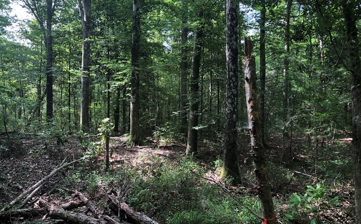 Pictures of Land property located at 0 S Hwy 13, Columbia, MS 39429 for sales - image #1