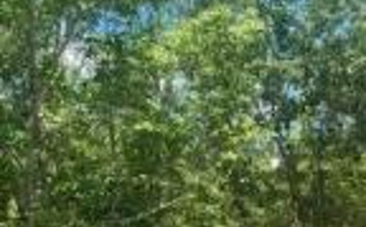Pictures of Land property located at Tbd Pioneer Place, Aiken, SC 29801 for sales - image #1