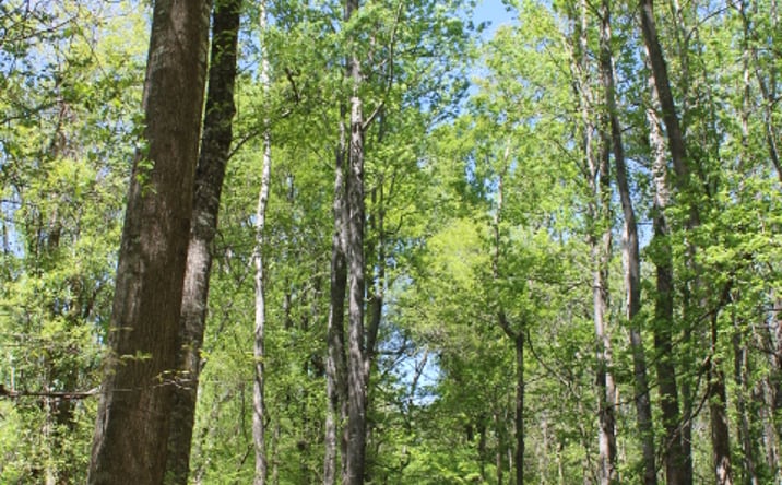 Pictures of Land property located at Old Lock One Rd, Coffeeville, AL 36545 for sales - image #1